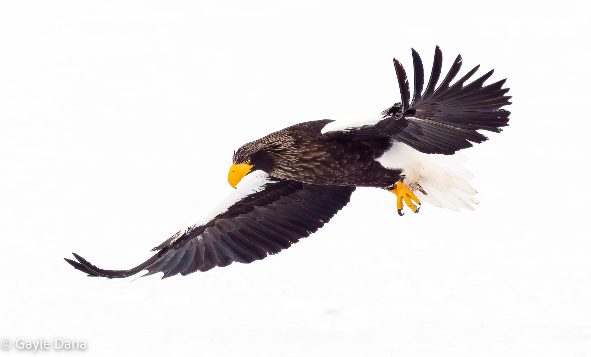 Stellar's Sea Eagle in flight 1
